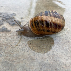 Meet your Posher, Lilly